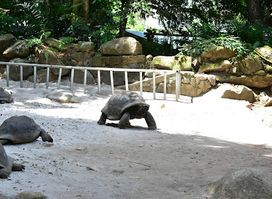 Giant Tortoise Enclosure