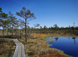 Swamp swimming area with ladder