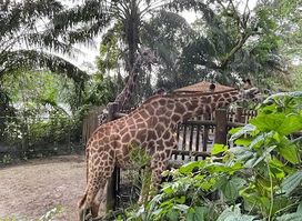 Singapore Zoo