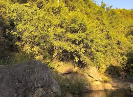 Hang Dơi