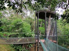 Borneo Ant House