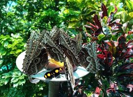 Jardin y Mariposario Peniél