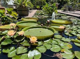 Stellenbosch University Botanical Garden