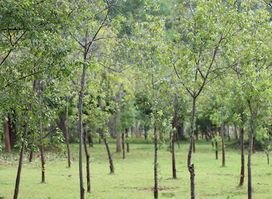 Adhitya Herbal Estate and 'Wedha-Gama'