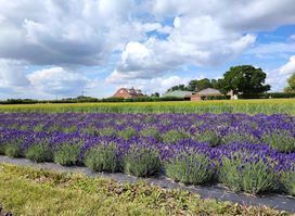 Cambridgeshire Lavender