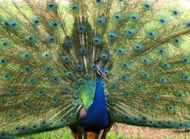 Kumasi Zoological Gardens