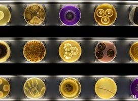 Micropia