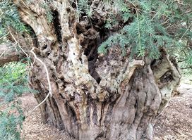 National Trust - Ankerwycke Yew