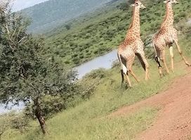 Attraction