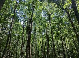 Attraction