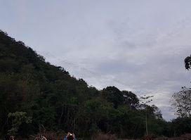 Bat Viewing Road