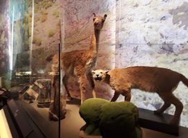 Museo de Historia Natural de Valparaíso