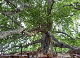 İnkaya Historical Plane Tree