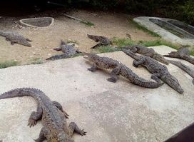 Falmouth Swamp Safari (Swabey‘s)