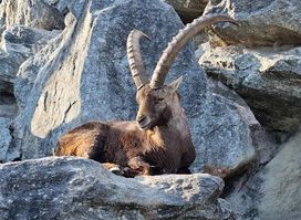 Alpenzoo Innsbruck - Tirol