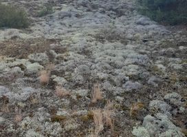 Pavilosta grey dune