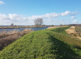 RSPB Buckenham and Cantley Marshes