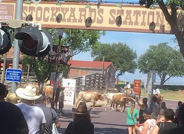 texas/fort-worth/attraction/fort-worth-herd