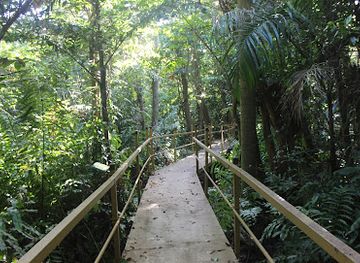 puerto-rico/caribbean-national-forest/attraction/pterocarpus-forest