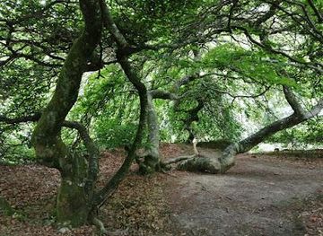 france/champagne/attraction/foret-domaniale-de-verzy
