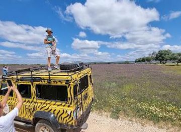 portugal/faro/attraction/zebra-safari-tours