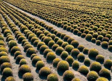 mexico/cabo-san-lucas/attraction/wirikuta-botanical-cactus-garden