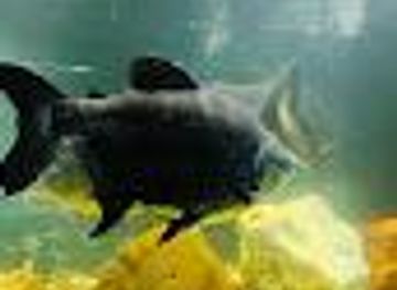 india/bhubaneswar/attraction/nandankanan-zoo-aquarium