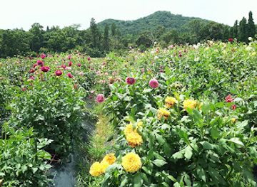 japan/satsuma/attraction/damask-wind