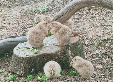 Cotswold Wildlife Park & Gardens