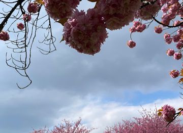 netherlands/eindhoven/attraction/scenic-pink-perfection