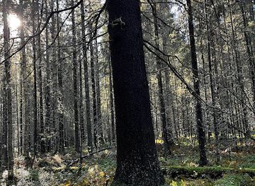 finland/lemmenjoki-national-park/attraction/isokangas-nature-preserve