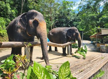 thailand/phuket-province/attraction/elephant-jungle-sanctuary