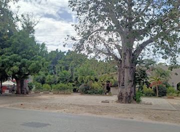tanzania/dar-es-salaam/mikocheni/attraction/baobab-trees