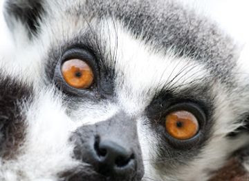 united-kingdom/lincolnshire/attraction/woodside-wildlife-park-lincoln-s-zoo