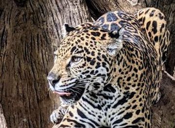 costa-rica/puerto-viejo/attraction/syl-travel-cr