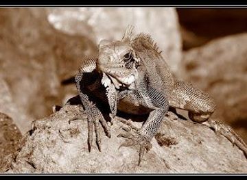 british-virgin-islands/west-end/attraction/virgin-islands-ecotours-historic-hassel-island-kayak-snorkel-tours