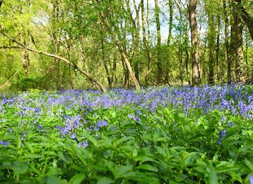 united-kingdom/huntingdonshire/attraction/warboys-and-wistow-woods