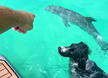 maldives/maafushi/attraction/reethi-haa