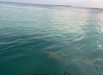 Shark Site Seen