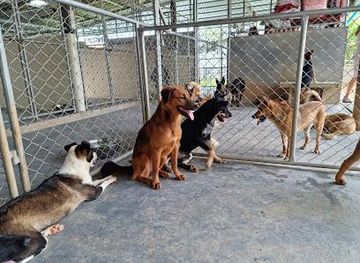 thailand/phuket/attraction/soi-dog-foundation