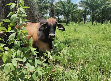 bolivia/amboro-national-park/attraction/ganaderia-palillos