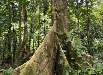 Yela Ka Forest