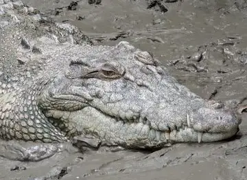 Whitsunday Crocodile Safari