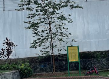 singapore/pulau-semakau/attraction/the-greater-shelford-tree