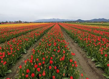 washington/the-skagit-valley/attraction/tulip-valley-farms