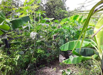 antigua-and-barbuda/all-saints/attraction/annie-shomegarden