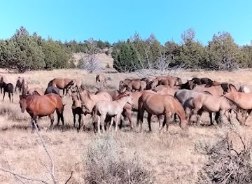 oregon/harney-basin/attraction/kiger-mustang-viewing-area
