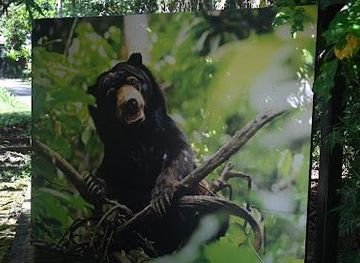 malaysia/sandakan/attraction/bornean-sun-bear-conservation-centre-bsbcc