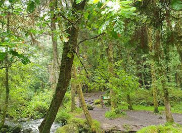ireland/killarney/attraction/pike-wood