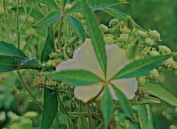 ethiopia/awash-national-park/attraction/awash-waterfall